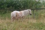 Small picture of Birchwood Magnolia, Diplom 40p, prem GI